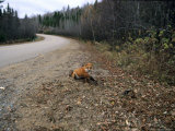 Red Fox  Caught in a Snare  Quebec  Canada