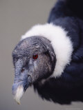 Andean Condor Reina Pacha  Hacienda Zuleta  Ecuador