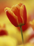 Single Tulip Among Many