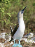 Blue Footed Booby  Male  Galapagos