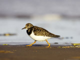 Turnstone  Adult Running Along Tide Line of Beach  UK