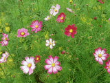 Cosmos Flowers