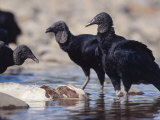 Black Vulture  Scavenging on Fish  Tambopata River  Peruvian Amazon