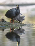 Giant Coot  with Chicks on Floating Nest  Lauca National Park  Chile