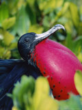 Great Frigate Bird  Courting Male with Fully Inflated Gular Pouch  Galapagos