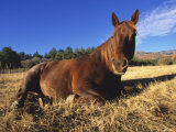 Horse  Resting  Colorado  USA