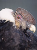 Andean Condor Adult Male in Prime Colours  Hacienda Zuleta  Ecuador