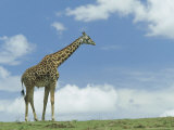 Kenyan Giraffe  Masai Mara Gr  Kenya