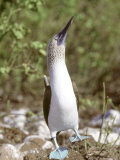 Blue Footed Booby  Male  Galapagos