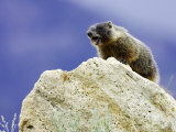 Yellow-Bellied Marmot  Calling an Alarm from Rock to Others in Colony  USA