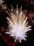 Alabaster Nudibranch  Barkley Sound  Canada