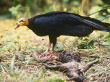 Lesser Yellow Headed Vulture  Feeding  Tambopata River  Peruvian Amazon