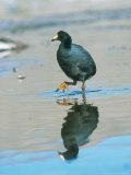 Giant Coot  Endemic to High Andes  Lauca National Park  Chile