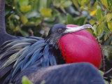 Great Frigate Bird  Courting Male with Fully Inflated Gular Pouch  Galapagos