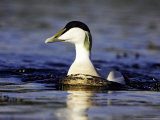 Eider  Head on Shot of Adult Male on Water  Norway