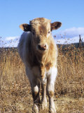 Texas Longhorn  Calf Standing  Colorado  USA