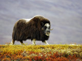 Musk Ox  Adult Female Walking Across Tundra in Autumn  Norway