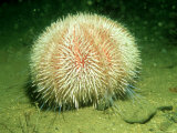 Edible Sea Urchin  Sherkin Island  Ireland