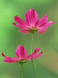 Cosmos Flowers  Cosmos Bipinnatus Skyward View