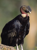 Andean Condor  Adult Male  Colca Canyon  Southern Peru