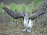 Blue Footed Booby  Sky Pointing Courtship Display  Galapagos