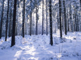 Forest in Winter  Alsace  France