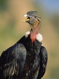 Andean Condor  Adult Male  Colca Canyon  Southern Peru