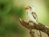 Red-Billed Hornbill  Samburu NR  Kenya