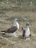 Blue Footed Booby  Shading Eggs from Hot Sun  Galapagos