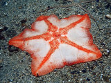 Goose Foot Starfish  Isle of Lewis  Scotland