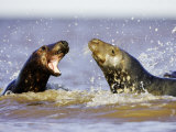 Grey Seal  Sub-Adults Play-Fighting in Water  UK