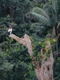 King Vulture  Attending Nest  Tambopata River  Peruvian Amazon