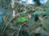 Grass Green Tanager  Mindo Valley  Ecuador