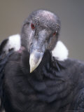 Andean Condor  Adult Female in Prime Colours  Hacienda Zuleta  Cayambe