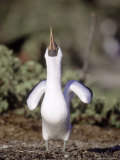 Nazca Booby  Male Sky Pointing to Attract a Mate to His Nesting Spot  Galapagos