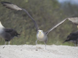 Waved Albatross  Take Off  Espanola Island  Galapagos