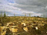 Taiga Area after Clearance  Northeast Finland