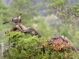 Jay  Adult Feeding on Hazelnut on Fallen Log in Forest in Autumn  Norway