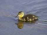 Mallard  Chick  Scotland