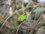 Grass Green Tanager  Mindo Valley  Andes  Ecuador