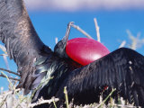 Great Frigate Bird  Male in Courtship Display  Genovesa Island  Galapagos