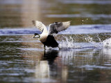 Eider  Adult Male Running Across Water Ready for Take Off  Norway