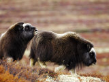 Musk Ox  Two Calves on Tundra in Autumn  Norway