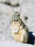 Viscacha  Lagidium Viscacia  Lauca National Park  Chile