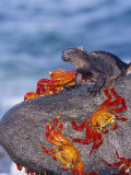 Marine Iguana & Sally Lightfoot Crabs  Mosquera Island  Galapagos