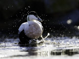 Eider  Adult Male Splashing Through Shallow Water  Norway