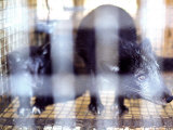 Arctic Fox in a Cage  Northeast Finland