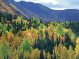 Fall Colours  Park of Gaspesie  Canada