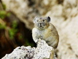 Pika  Sitting on Rock  Wyoming  USA
