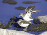 Common Sandpiper  Pair Mating  Scotland